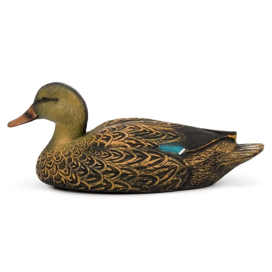 Чучело утка "Кряква"